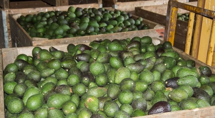 Avocado Imports 