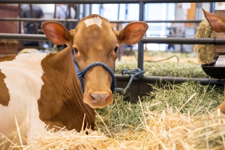 Dairy Industry