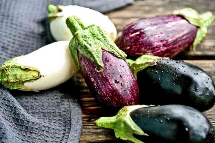 eggplant varieties