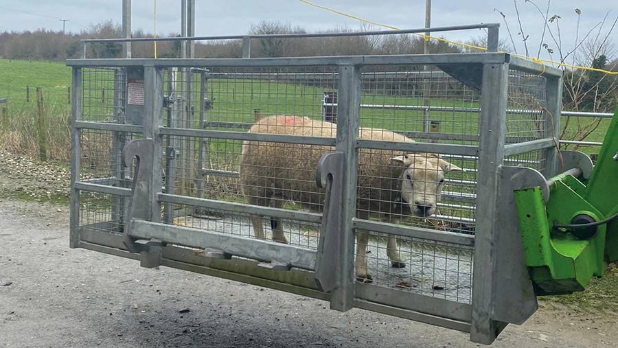 Sheep crate
