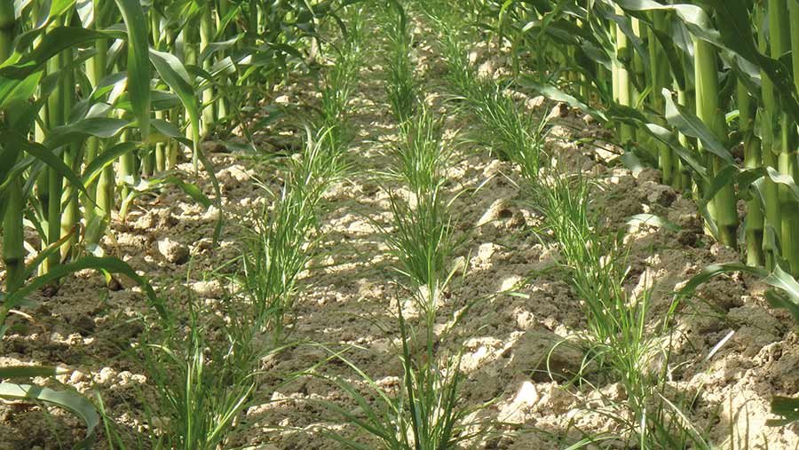 Grass emerging under maize