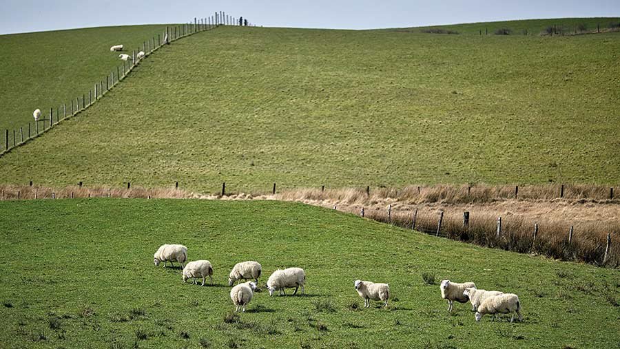 Tregaron-type Welsh Mountain sheep