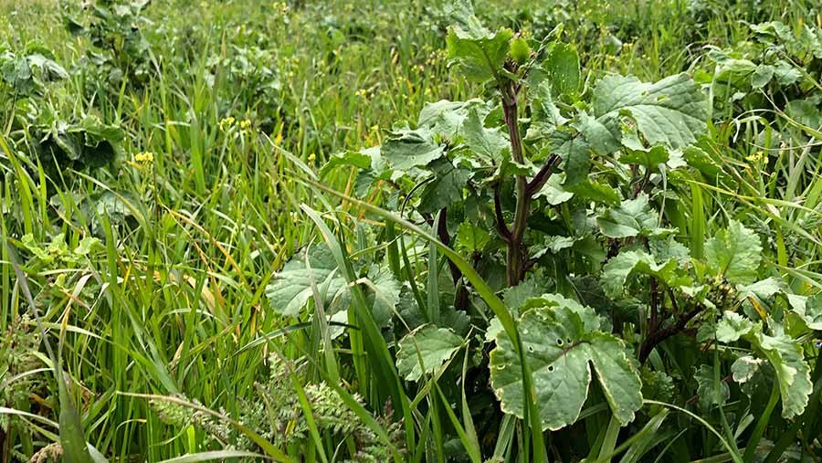 Close-up of mixed plants