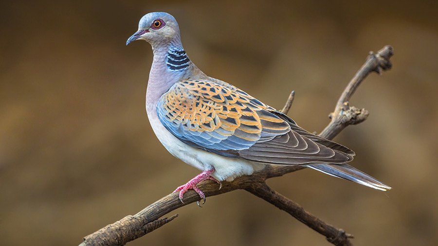 Turtle dove