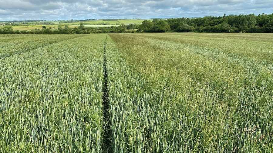 Cut and uncut rows in a field