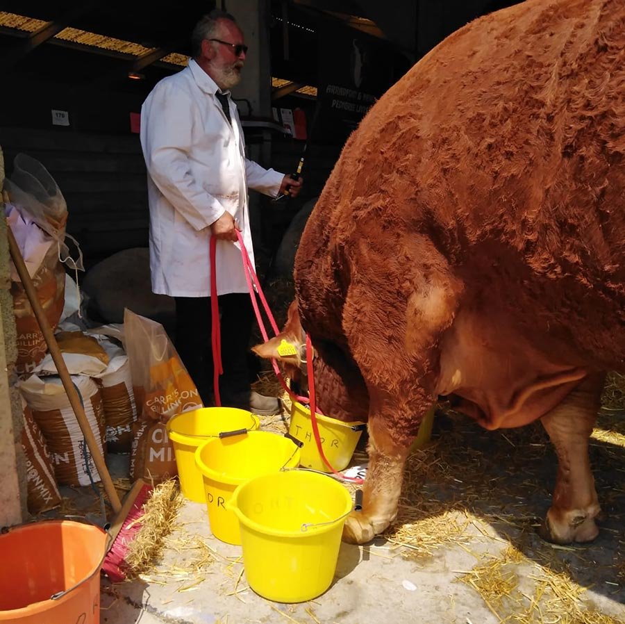 Pedigree Limousin bull Upperffrydd Power