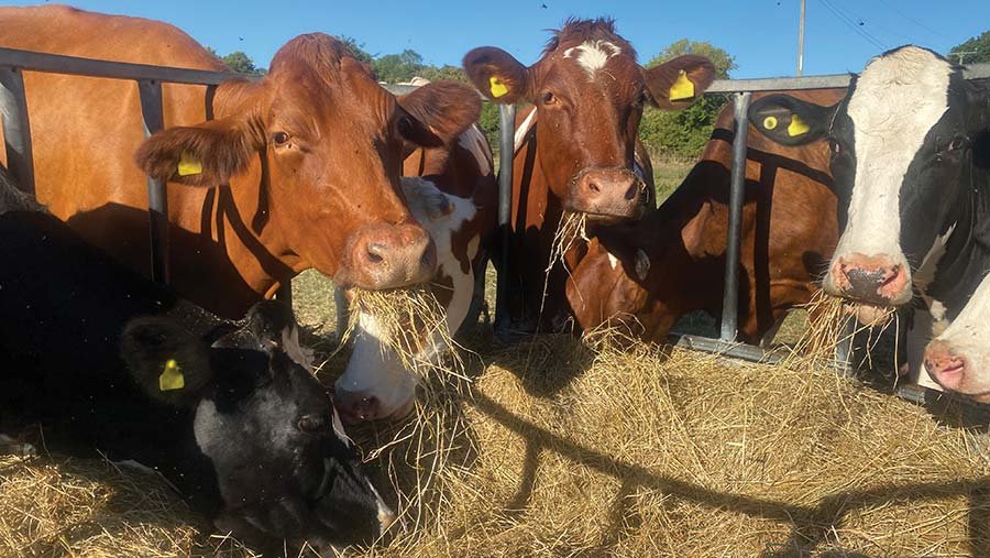 Cows eating from a portable feeder