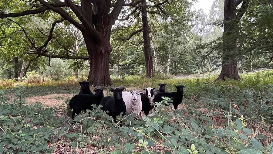 Hebridean sheep in estate woodland