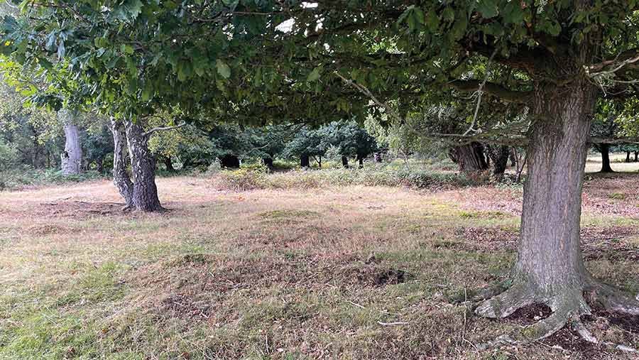 Oak canopy at Thoresby Estates