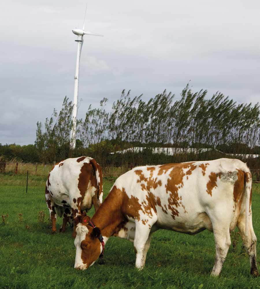 cows grazing with wind turbine