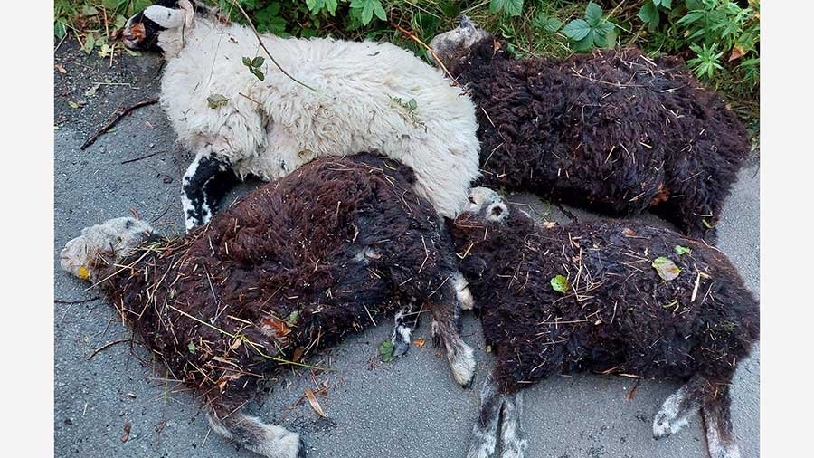 Four of the dead lambs