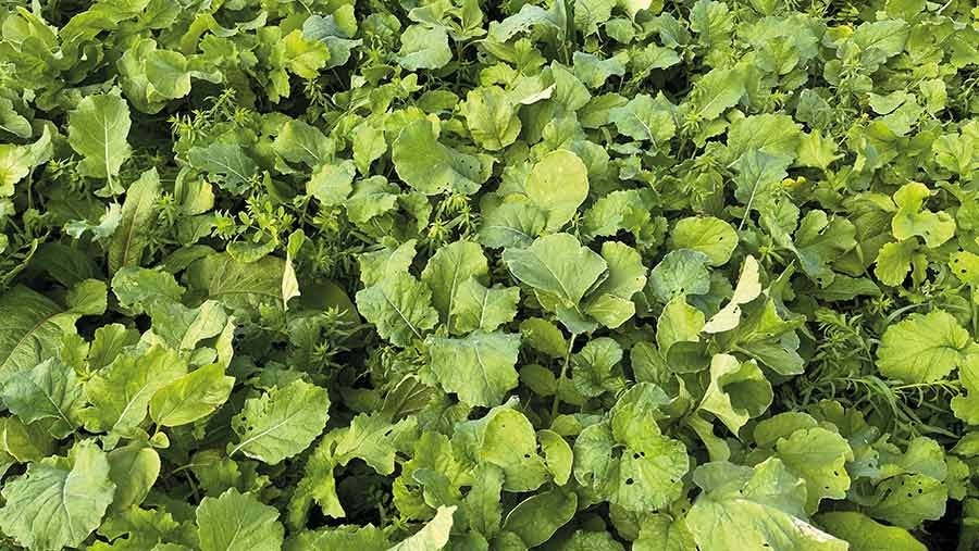 13-species cover crop for overwintering 