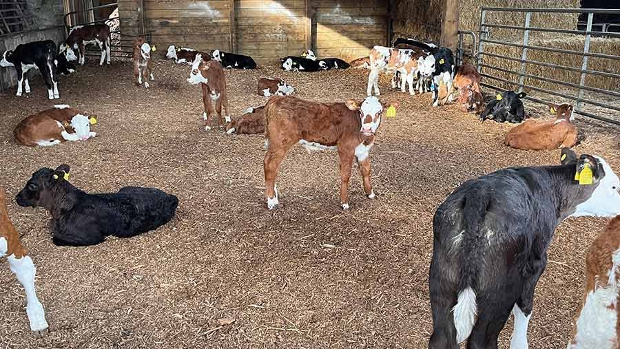 Calves on woodchip bedding