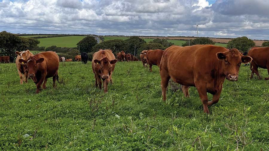 Cattle at Blable Farm