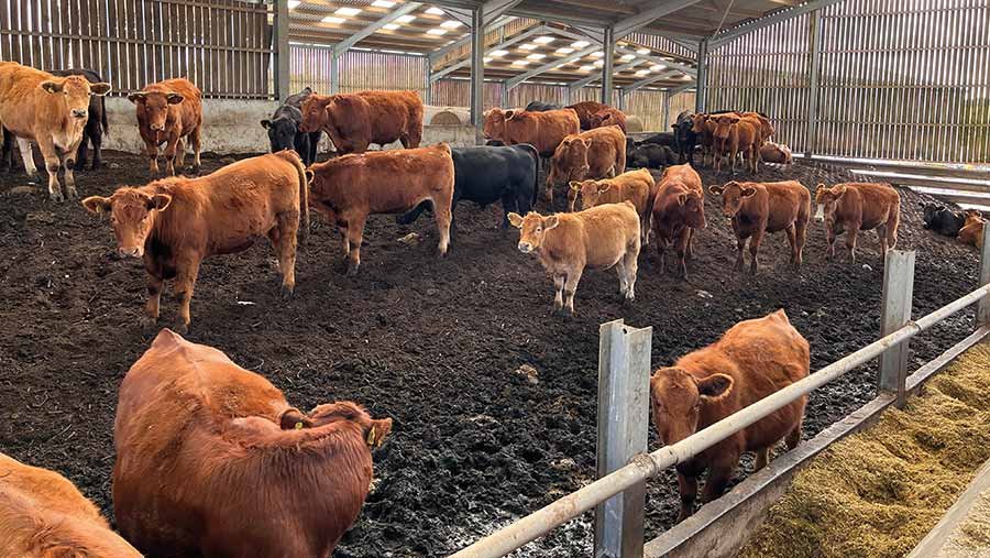 Cows on green compost bedding at Blable Farm 