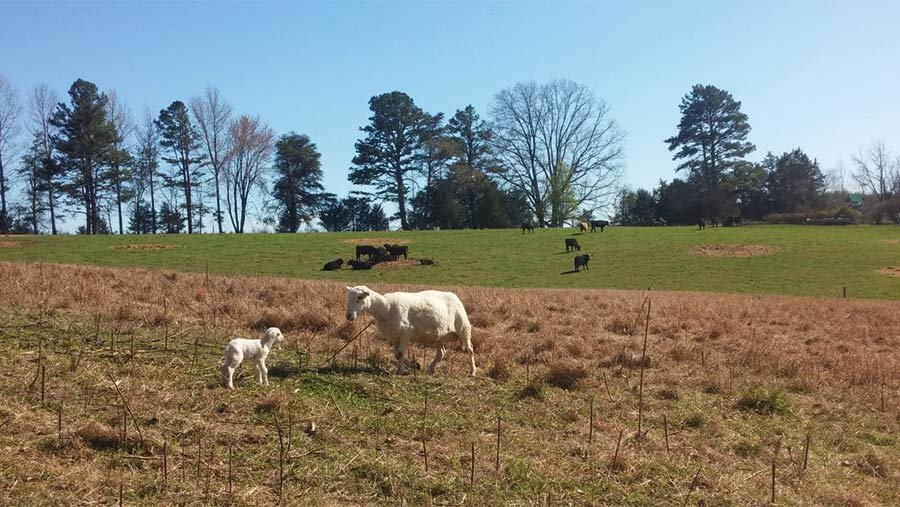 Sheep at Gregory Family Farms