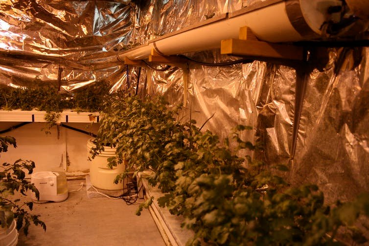 The inside of a greenhouse with plants growing next to heat-trapping reflective walls.