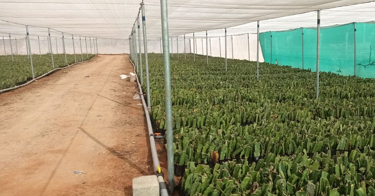 Dragon fruit nursery at Deccan Exotics.