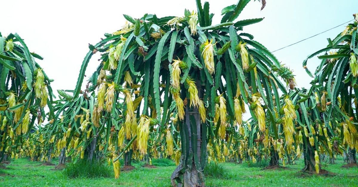 Dragon fruit plants at Deccan Exotics.