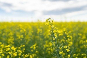 Canola-field-Merit Functional Foods