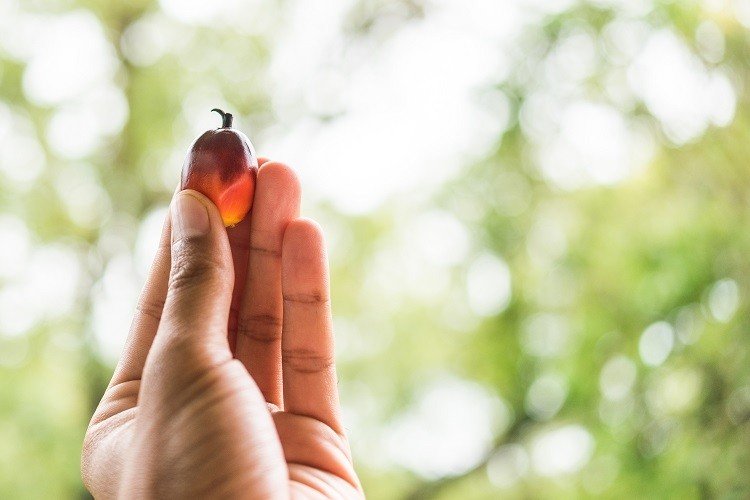 palm oil ic36006