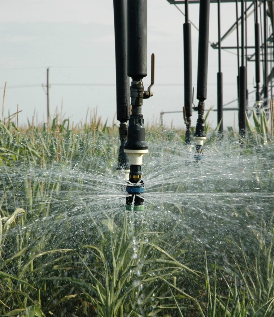 A sprinkler head hanging down and spraying water on the top of a corn crop