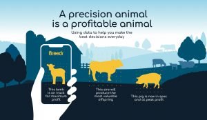 Breedr precision animal graphic