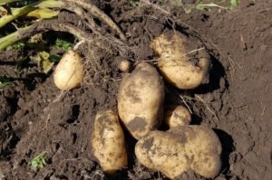 sprout suppressant Potatoes growing