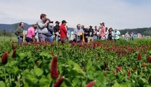 cover crop field days