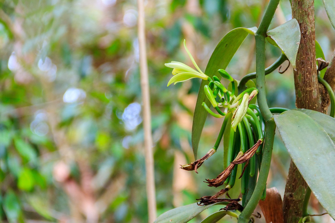 Vanilla orchid on a plantation