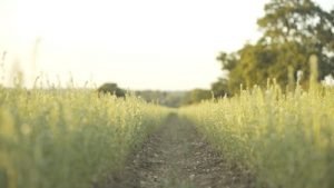 Oxford Real Farming ConferenceAhiflower