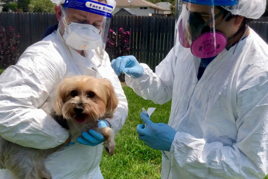 A&M researchers with Yorkie dog that tested positive for new COVID strain