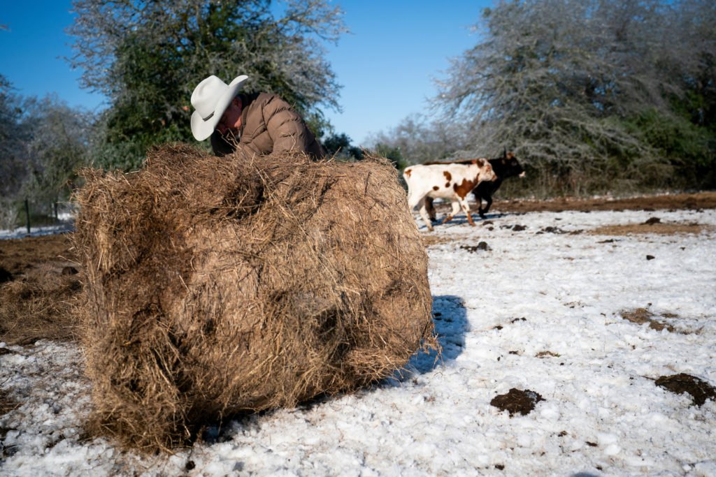 A man unbundles a round bale of hay with snow in the ground and cattle in the background