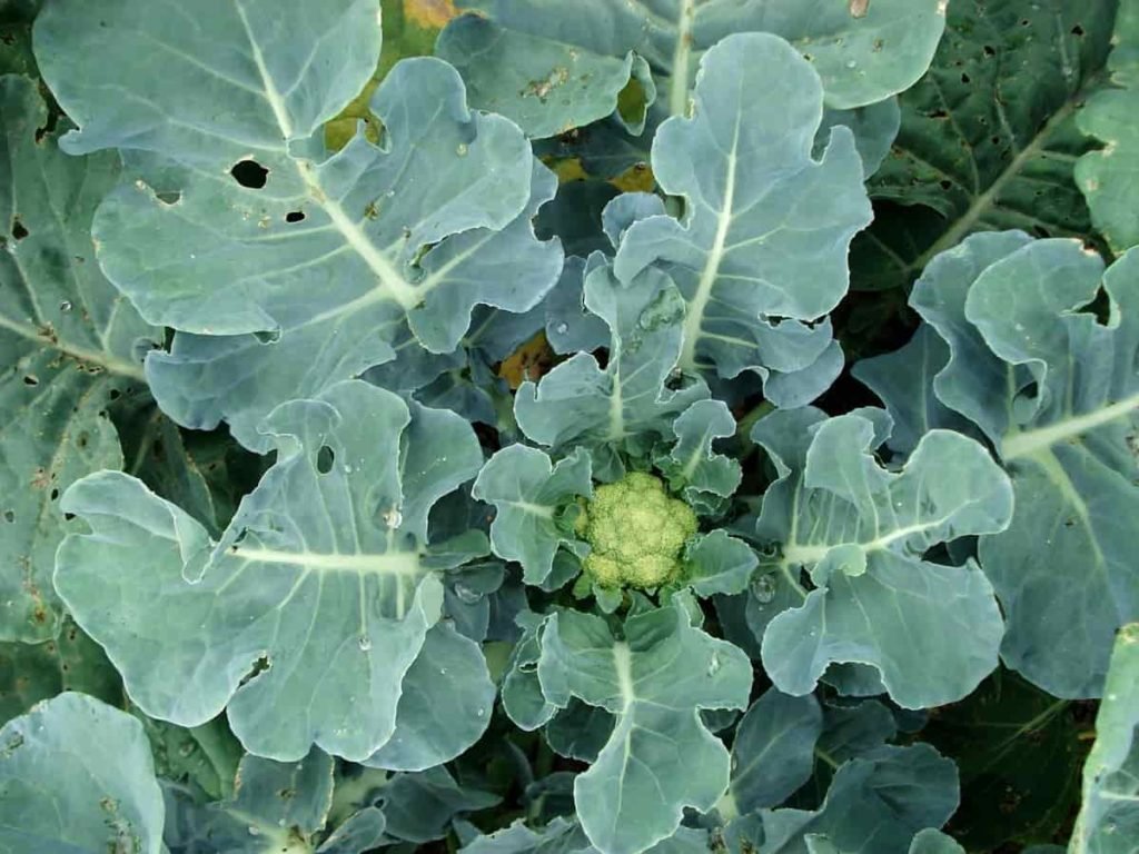 Cauliflower