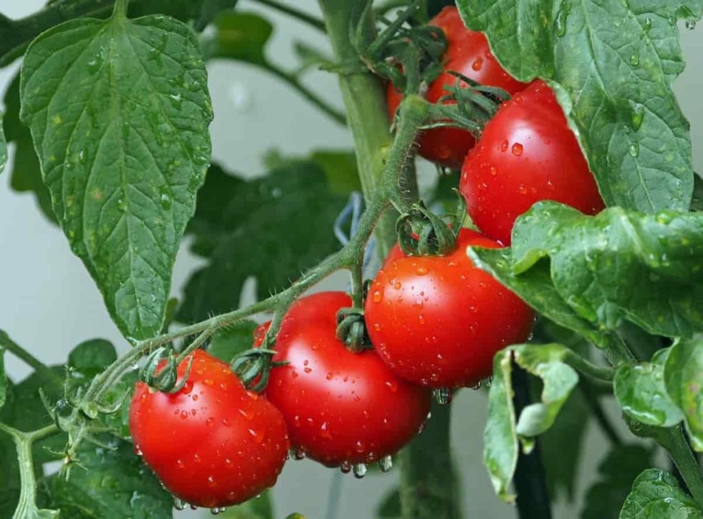 Rainy Season Vegetables in India