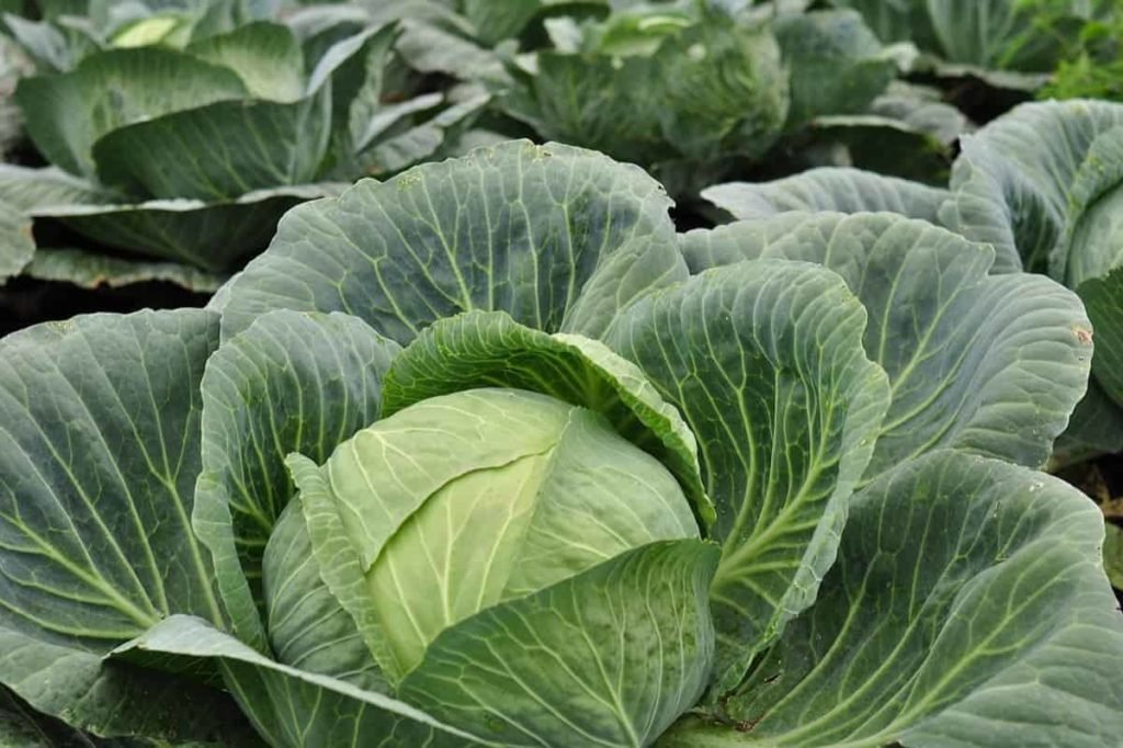 Cabbage