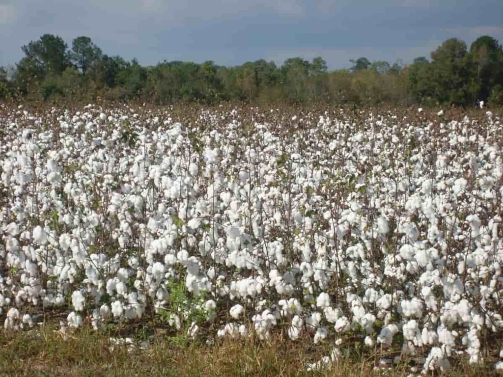 Cotton Farming