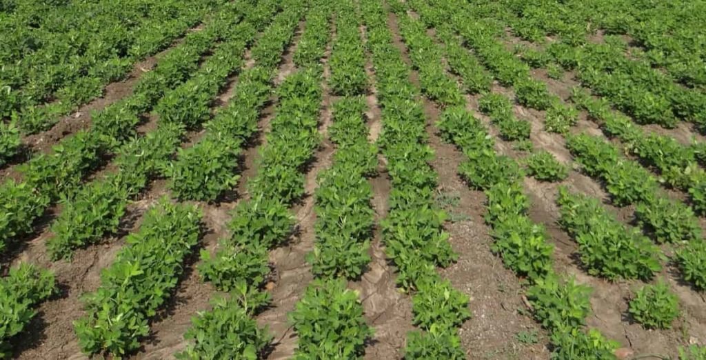 Groundnut Farming