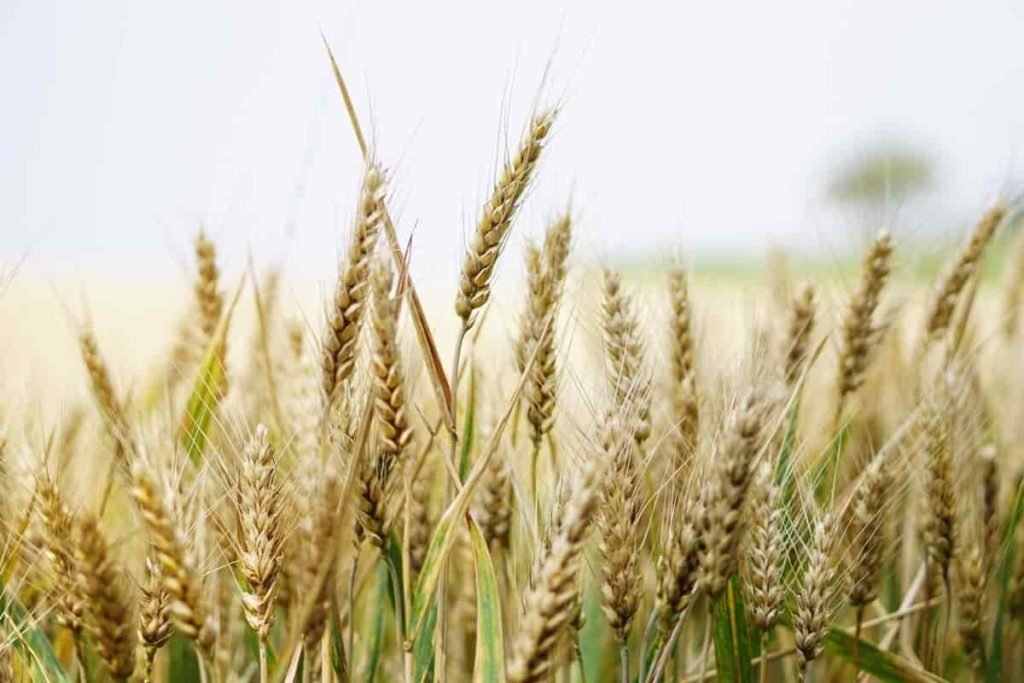 Wheat Farming