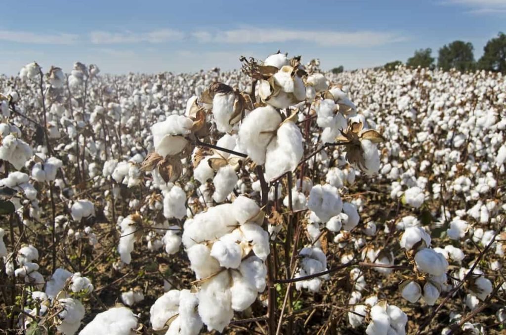 Cotton Harvest 