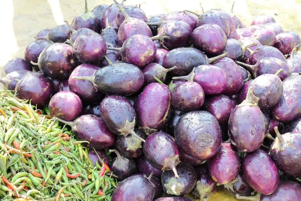 Brinjal Harvest