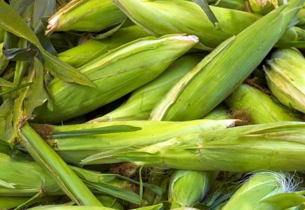 Maize Harvet