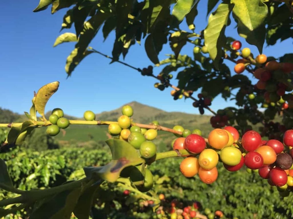 Coffee Plant