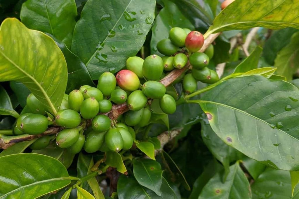 Coffee Plantation