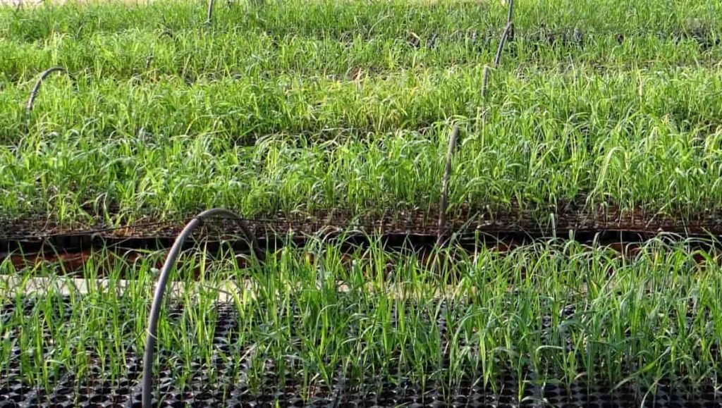 Sugarcane Seedlings