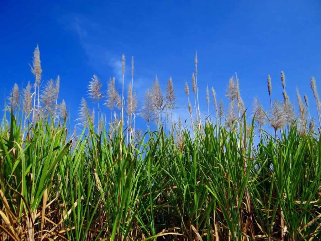 Best Fertilizer for Sugarcane