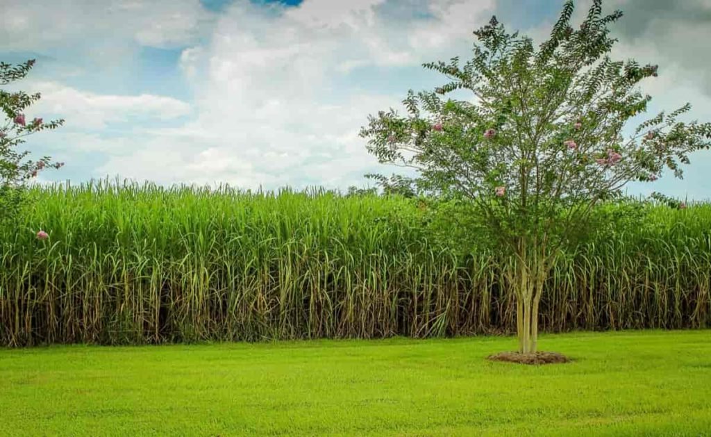 Sugarcane Plantation