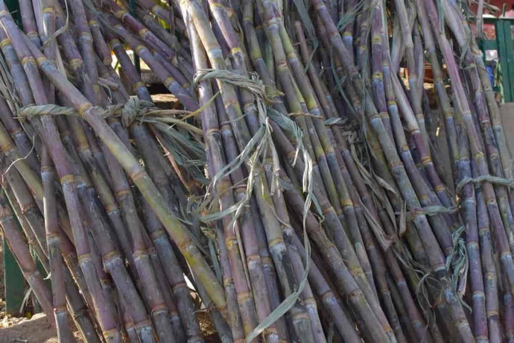 Sugarcane Harvest