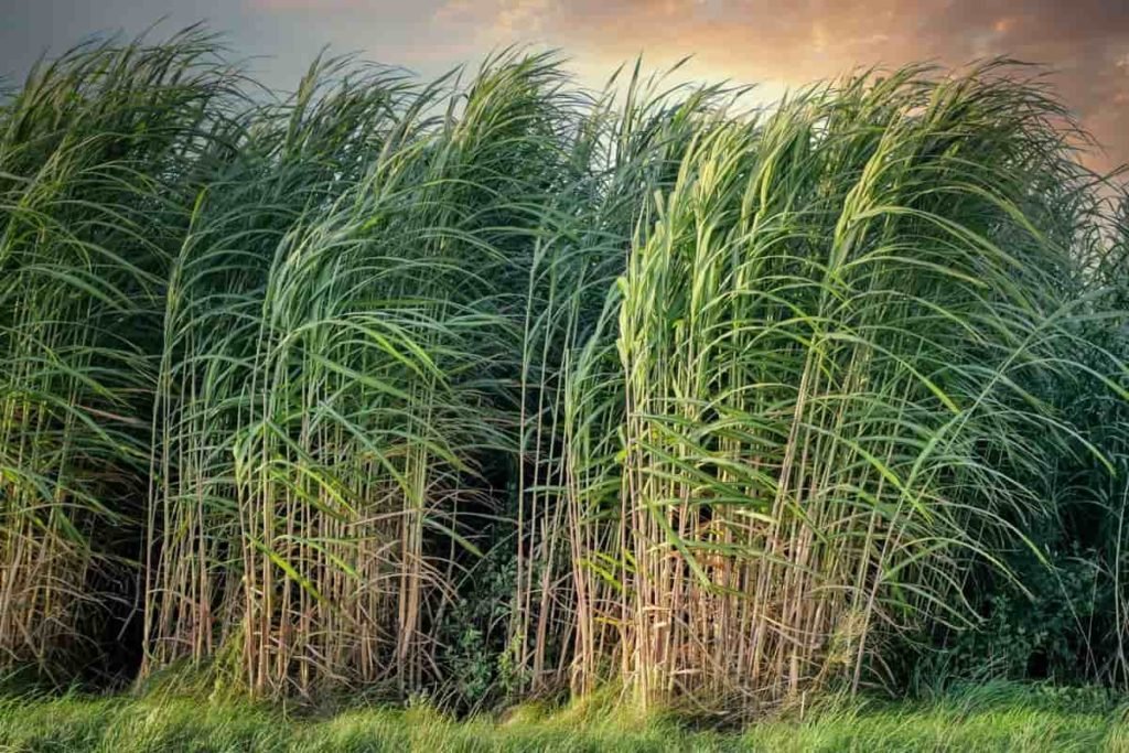 Sugarcane Farming