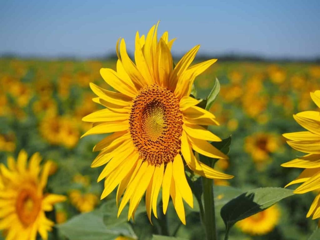 Best Fertilizer for Sunflower Crop